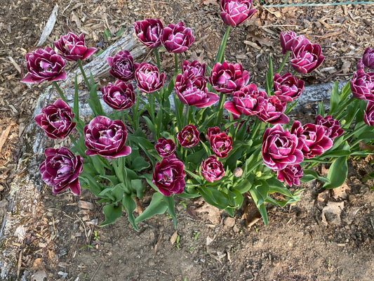 Mother's Day Weekend