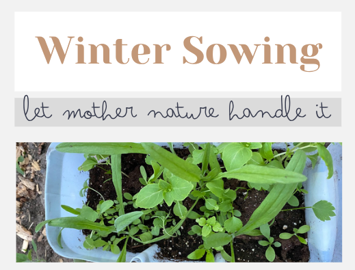 Winter Sowing