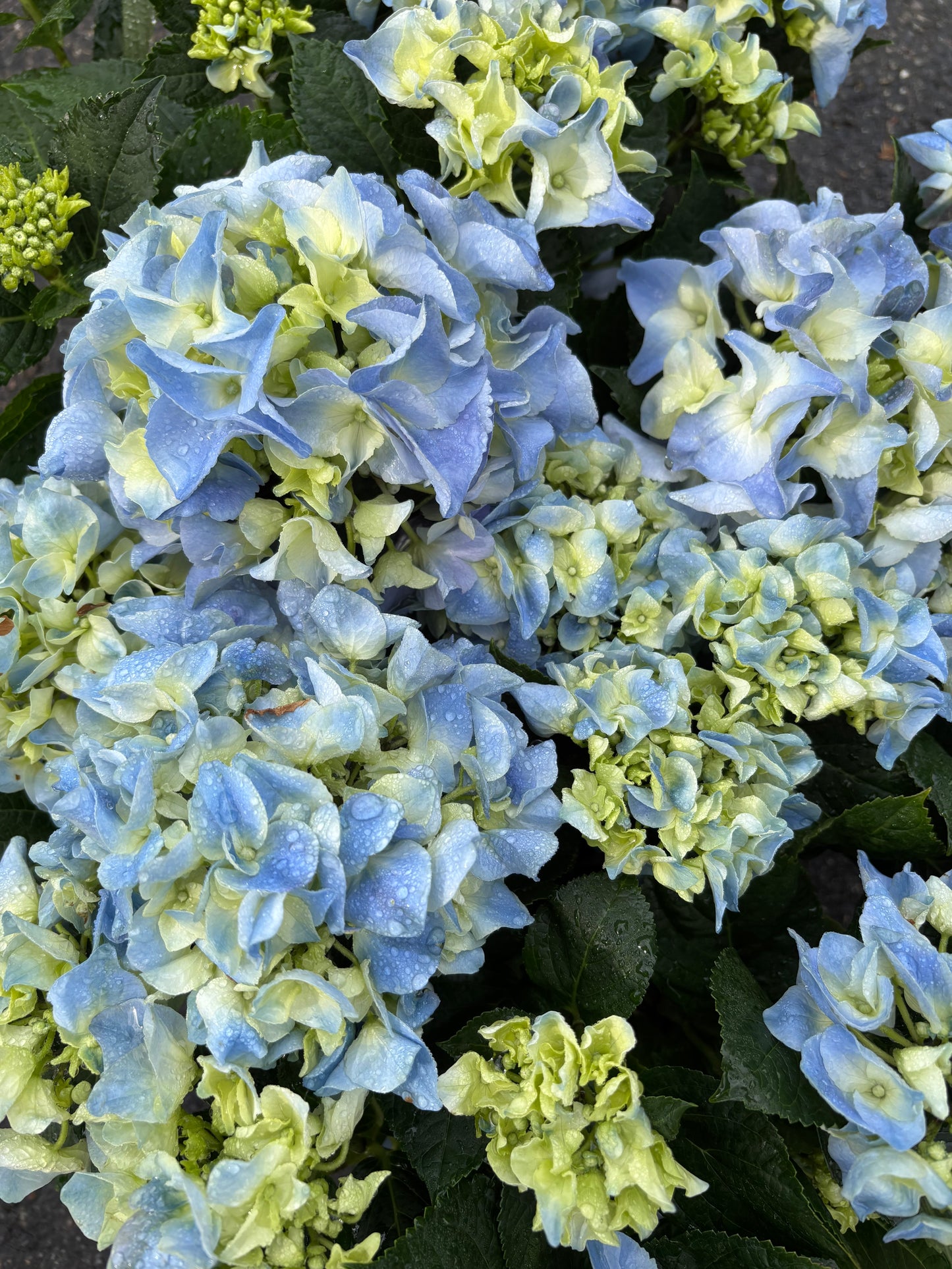 Hydrangea stems