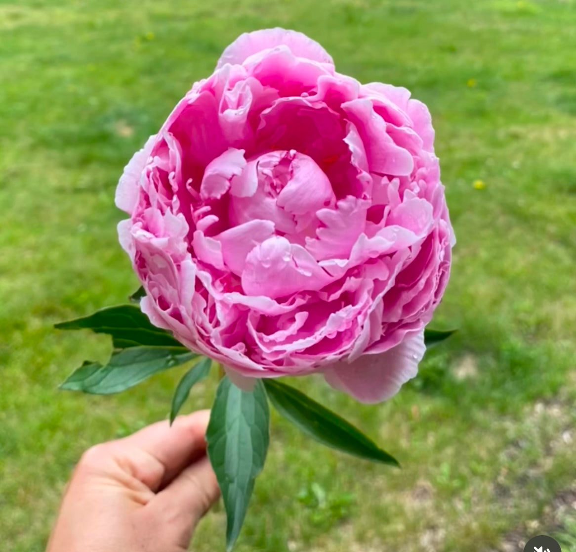 Peony Plants