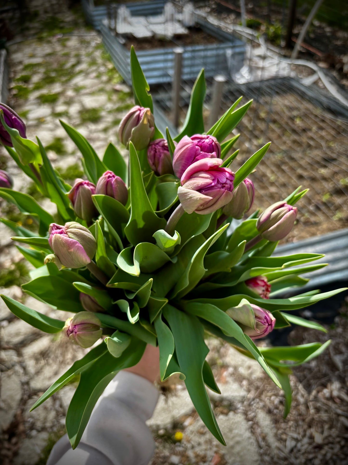 Tulip bouquets