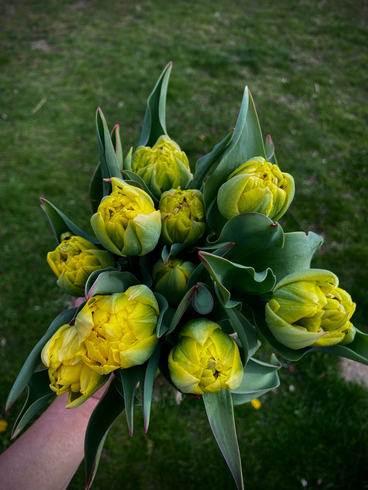 Tulip Subscription