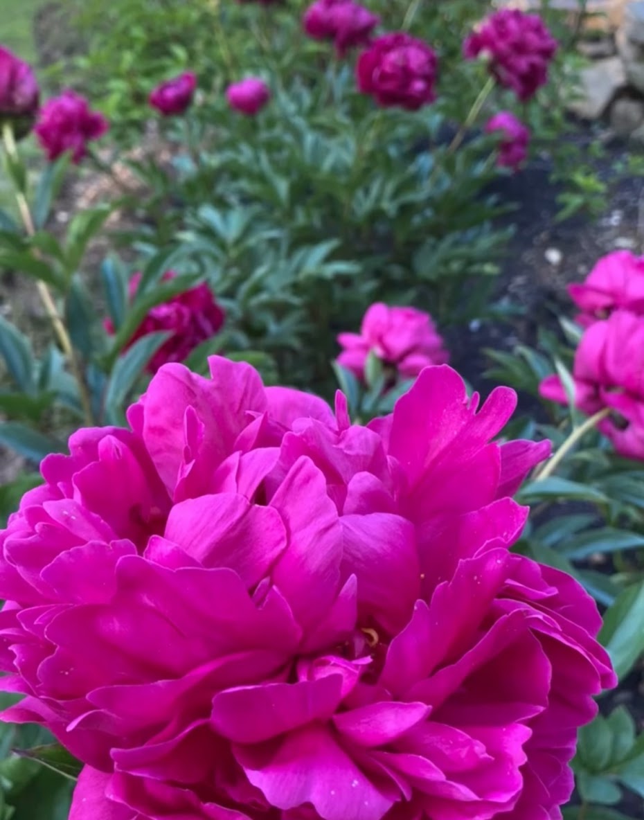 Peony Plants