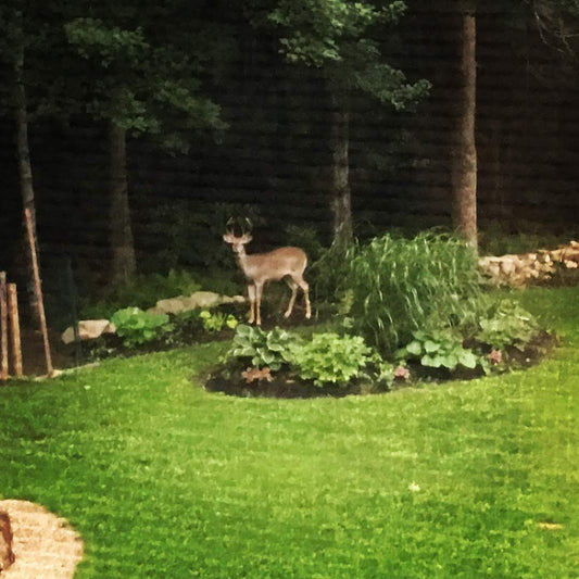 Five deer resistant shrubs to make your garden beautiful