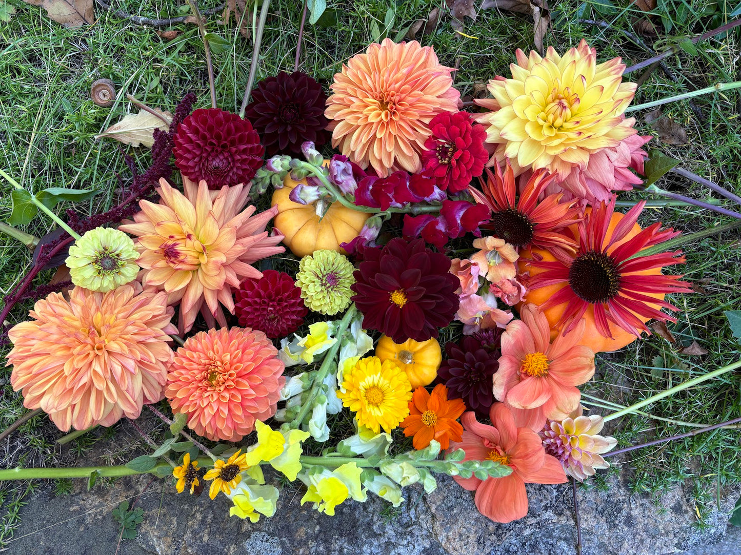 Mystery Dahlia Tubers Pack